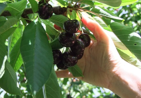 Cherries on tree2