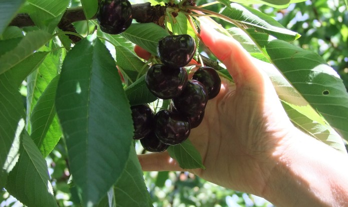 Cherries on tree2