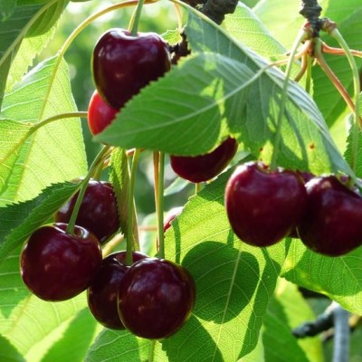 Jerrys Cherries pic