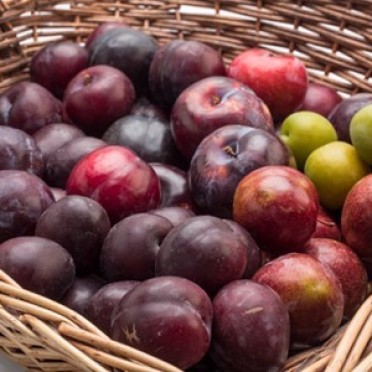 Plums in basket