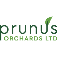 prunus